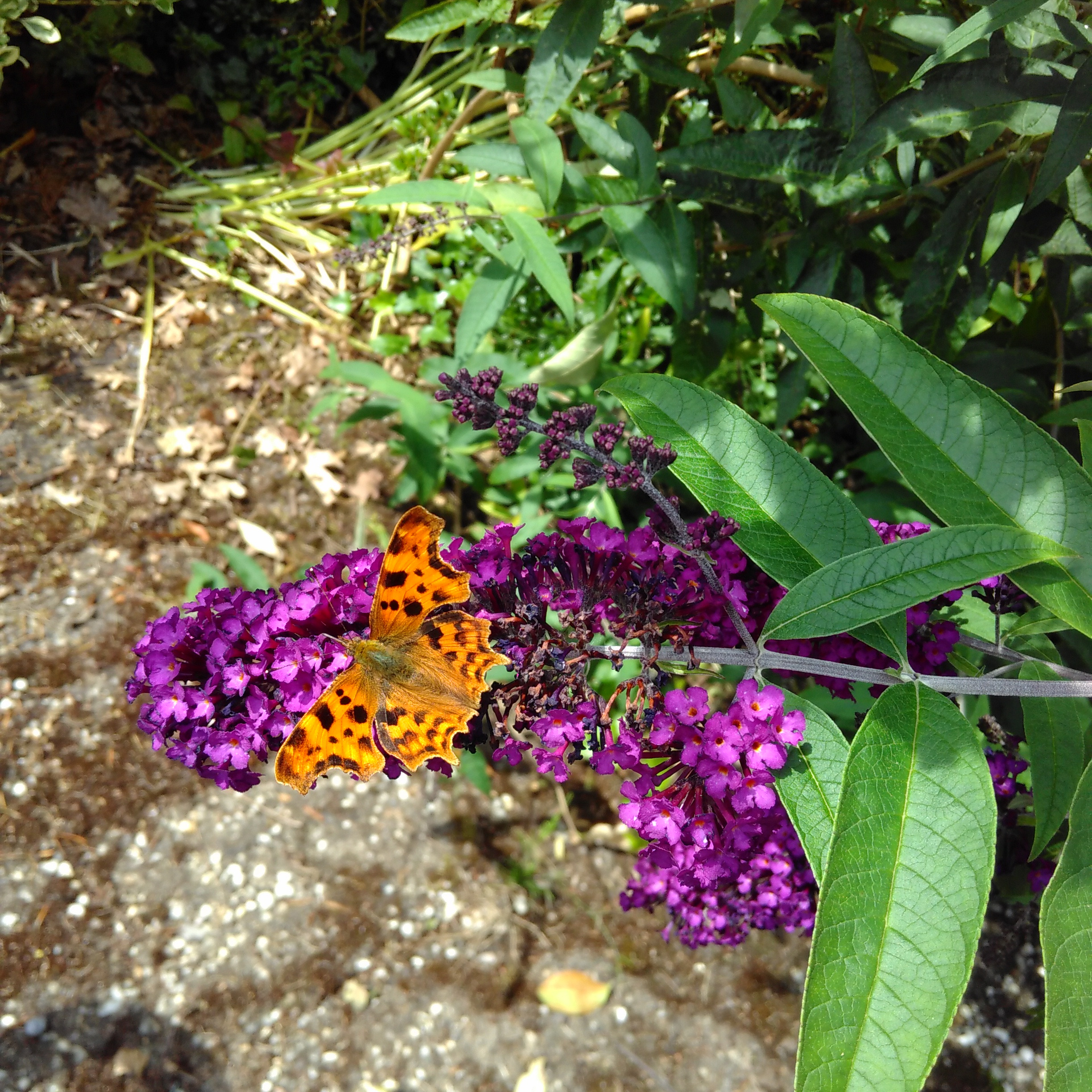 diervriendelijke tuin biodiversitiet